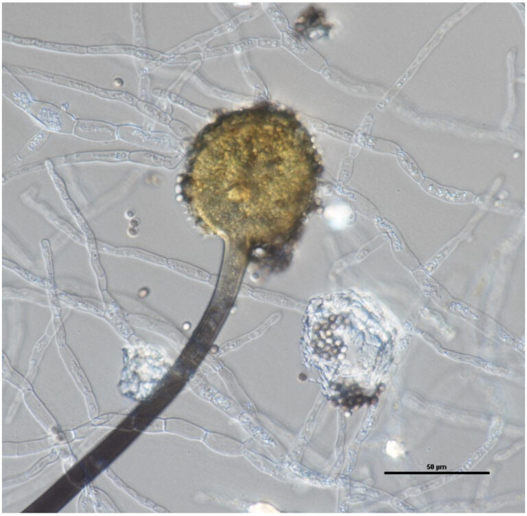 Aspergillus aculeatus (Photo: H. Masigol).