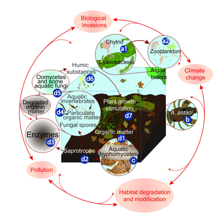 Klíčové role a hrozby vodních hub ve sladkovodních ekosystémech.