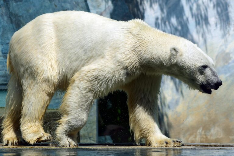 Lední medvědi jsou prý lepší stopaři než psi. Snadno vyčenichají kořist i pod ledem. Foto: Steve001 / Pixabay.
