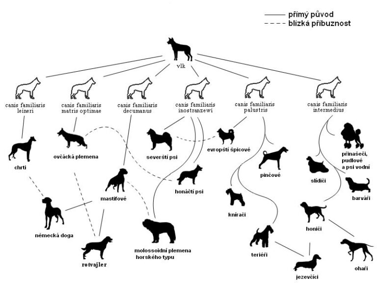 Schéma vývoje psa. FOTO: Igor-kynologie/Creative Commons/CC BY-SA 3.0