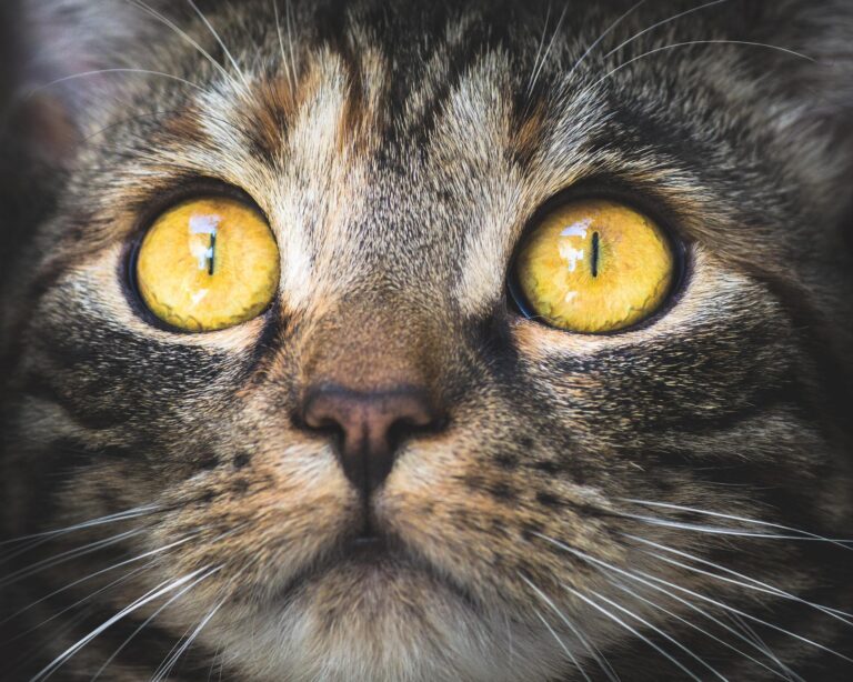 Pro základní orientaci v prostoru stačí kočkám zhruba 6krát méně světla než lidem. Foto: KAVOWO / Pixabay.