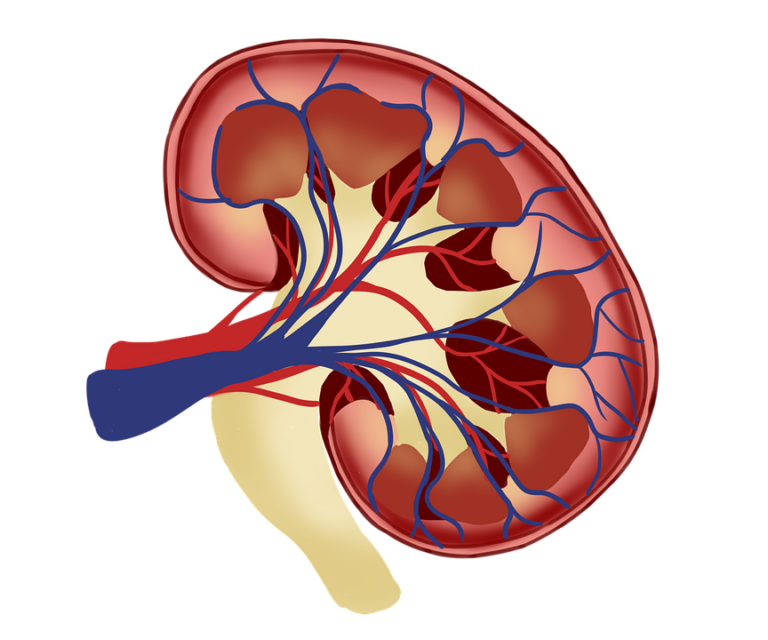 Na mediálním okraji ledviny je ledvinová branka, kudy vstupuje do ledviny tepna a žíla a odkud vystupuje močovod. Foto: Pixabay