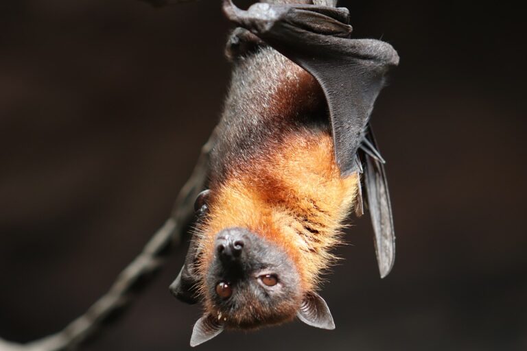 Doufáme, že možnost nahlédnout do fascinujícího světa netopýrů pomocí moderní techniky pomůže zvýšit zájem o tyto zranitelné živočichy a rozšíří řady jejich fanoušků. Foto: Pixabay
