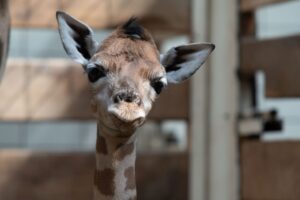Žirafa, sob a hříbě koně Převalského patří mezi nejčerstvější přírůstky v liberecké zoo
