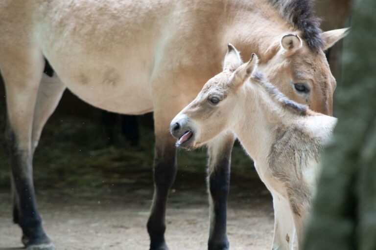 Kůň Převalského neboli kertak je údajně jediný do současnosti přeživší divoce žijící druh koně. Foto: TZ