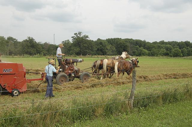 Práci na poli zvládají Amišové za pomoci koní. (Foto: Emailamyd / Pixabay)