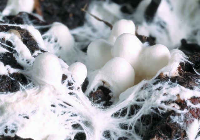 Mycelium hub se podobá nervovému systému člověka.(Foto: Pradejoniensis / commons.wikimedia.org / CC BY-SA 3.0)