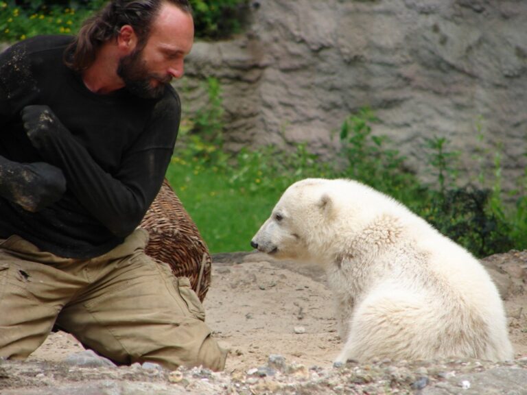 Na začátku 21. století rozzáří zoo narození ledního medvídka Knuta (Jean Luc / commons.wikimedia.org / CC BY-SA 3.0)