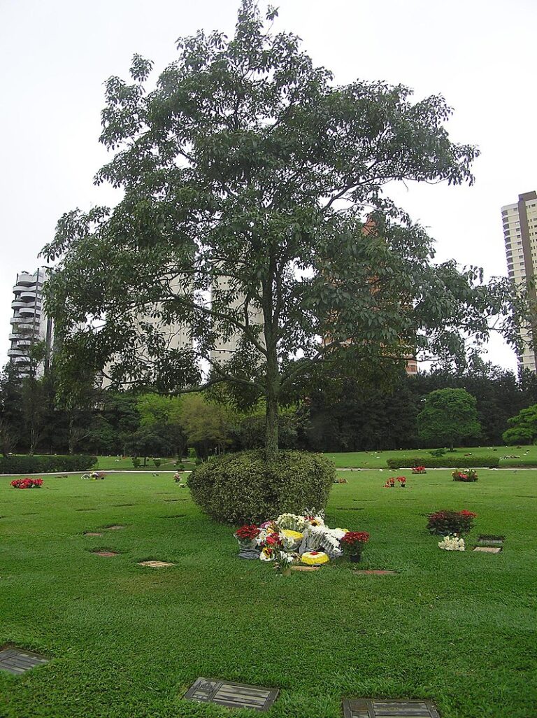 Brazilec Senna byl skutečnou celebritou, jeho legendu ještě více posílila tragická smrt. (Morio / commons.wikimedia.org / CC BY-SA 3.0)