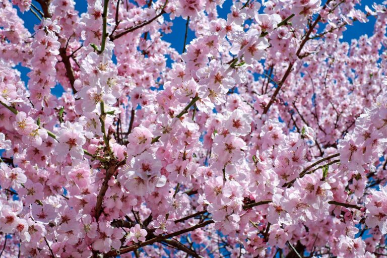 V Japonsku moc dobré třešně nemají. Sakury jim to však vynahradí úchvatnými květy. Foto: 1195798 / Pixabay.