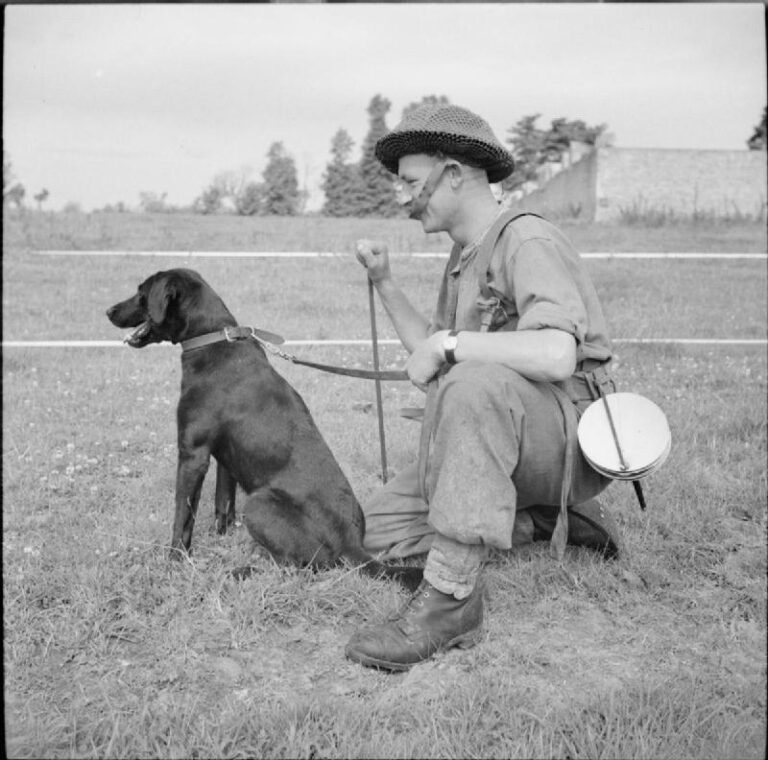 3 Psi byli nasazováni i ve 2. světové válce – s britským vojákem v Normandii. FOTO: picryl