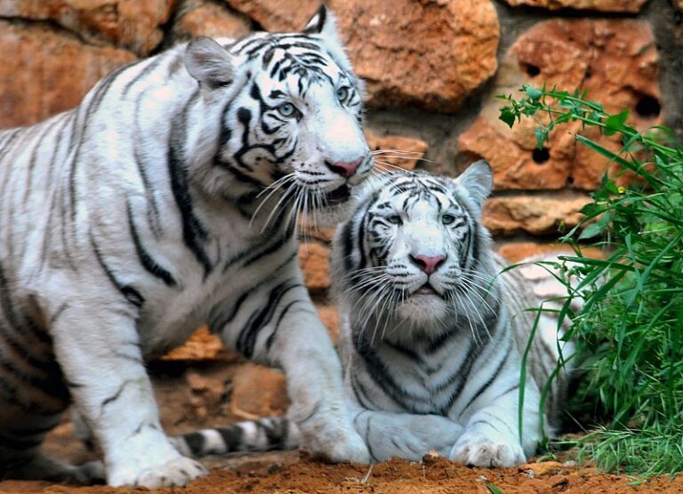 Tygří kůže může mít i bílou barvu, zvláštní druh můžete potkat například v liberecké zoo. (Zdroj: Zvi Roger / commons.wikimedia.org / CC BY3.0)