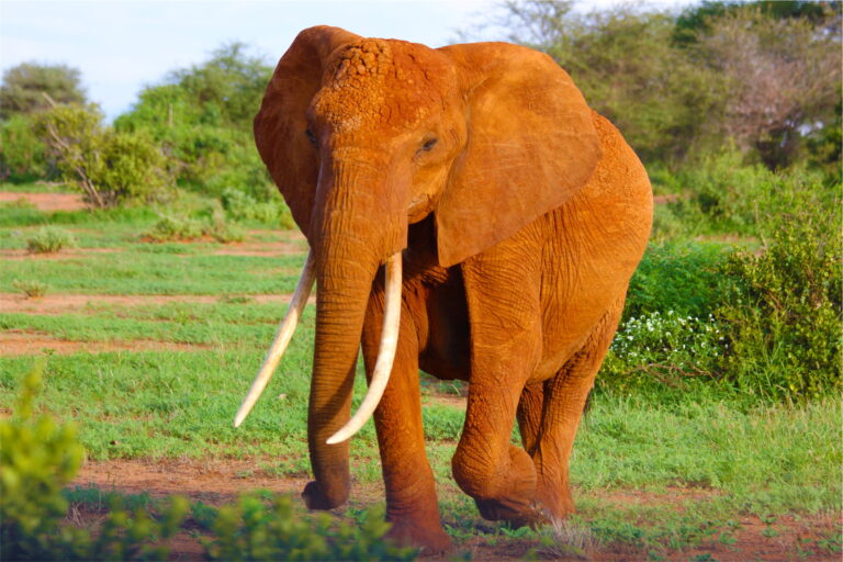 I přes svůj 18litrový močový měchýř dokáže slon nádrž vypustit velmi rychle… Foto: pxfuel