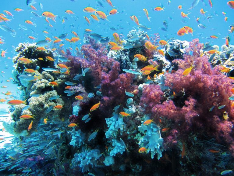 Koráli jsou žahavci, žijící na dně vod. Pro tvorbu svých schránek vylučují uhličitan vápenatý (vápenec). Foto: Pixabay