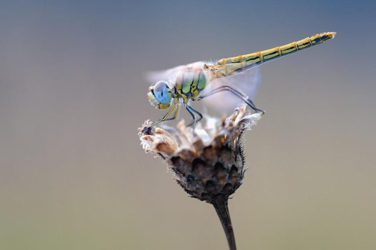 Pro hmyzí křídla je typické množství spojujících žilek s mřížkami, které jsou vzdušnicemi pro okysličení a výztuhu křídla. Foto: Pixabay