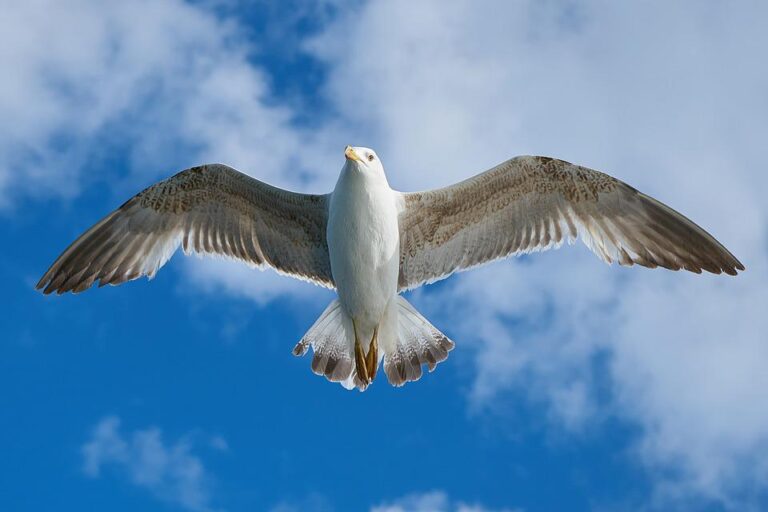 Plně funkčními se křídla stávají až u dospělých jedinců po posledním svlékání. Foto: Pixabay