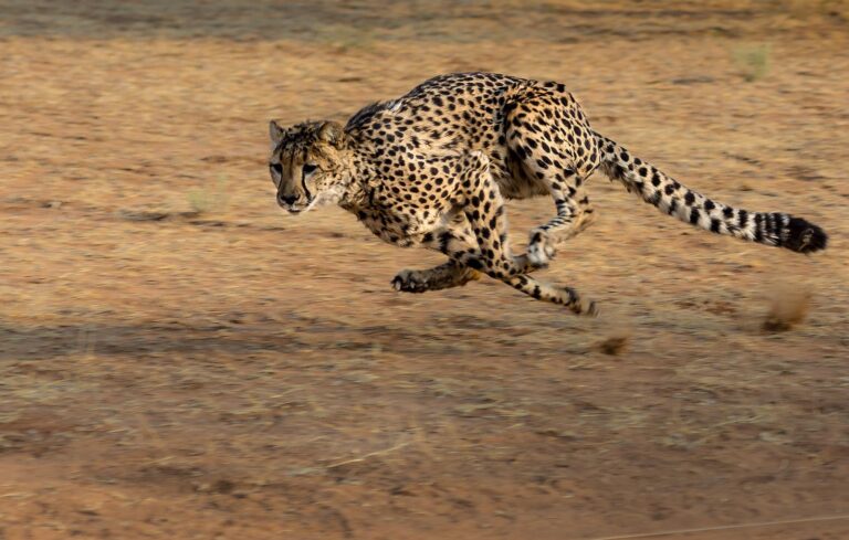 Žádné suchozemské zvíře nepředběhne geparda. Foto: DrZoltan / Pixabay.