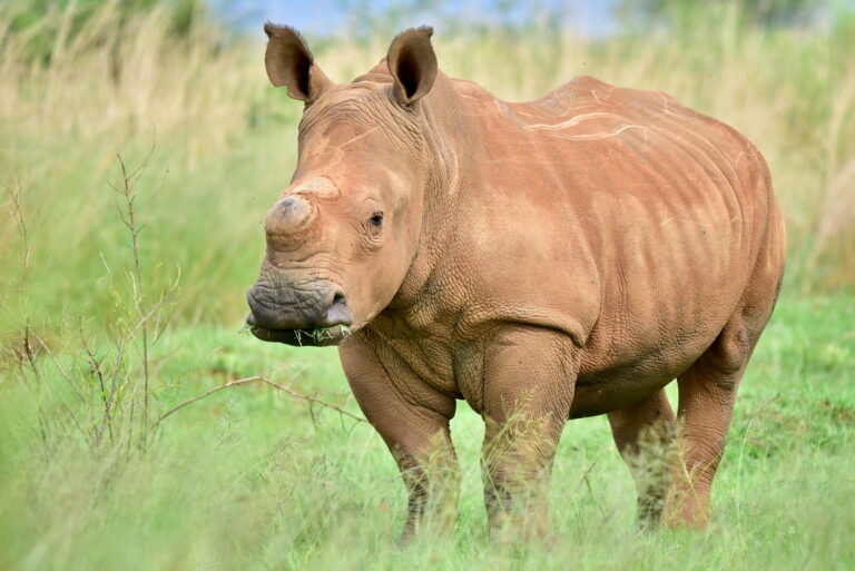Zrak sice nosorožci moc neslouží, se svými ušisky ale dokáže hotové zázraky. Foto: pxfuel