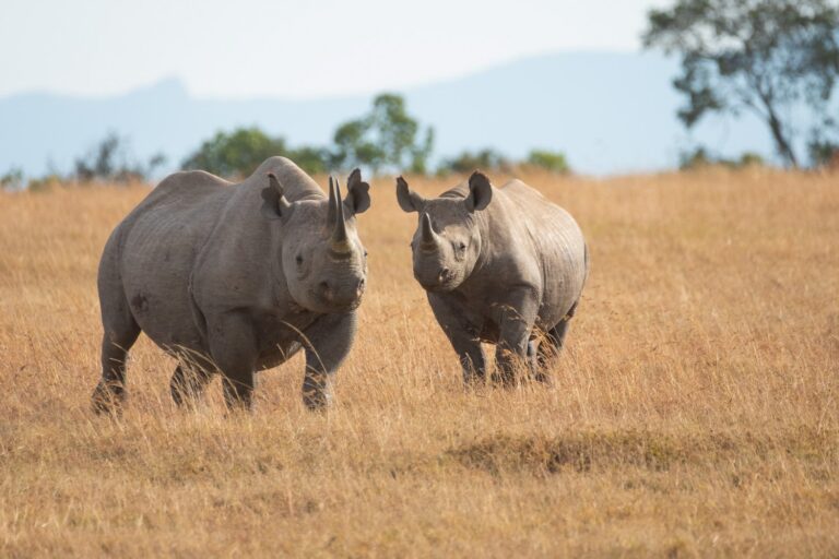 I přes své obrovité tělo je nosorožec celkem slušný rychlík. Hlavně když se naštve. Foto: unsplash