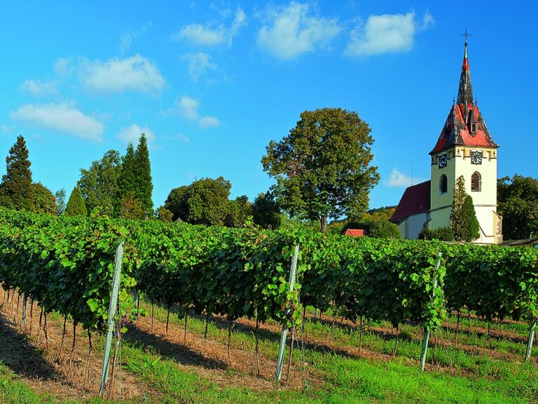 Foto: Vína z Moravy, vína z Čech - Velké Žernoseky