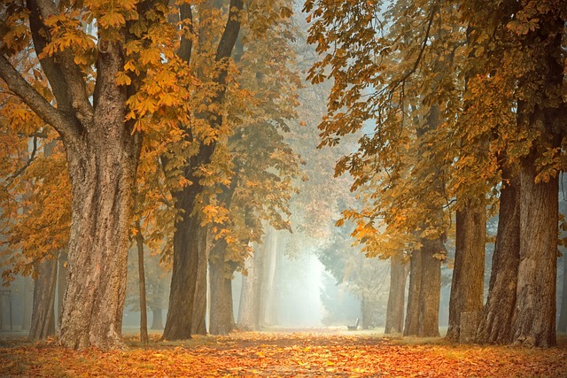 Když se v říjnu nechce listí ze stromů, bude prý tuhá zima.(Foto: Peggychoucair / Pixabay)