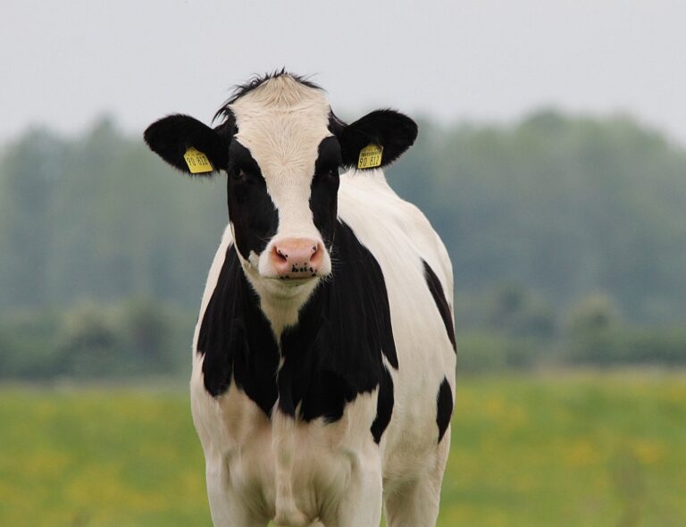Jedna kráva nám za svůj život poskytne v průměru 35 000 litrů mléka. Foto: 127071 / Pixabay.