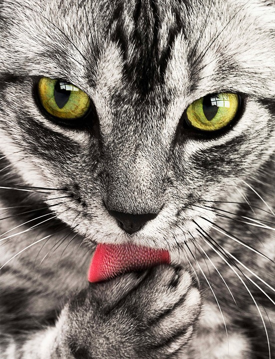 Celkově výzkum kognice koček naznačuje, že kočky si vytvářejí emocionální vazby se „svými lidmi“. Foto: Pixabay