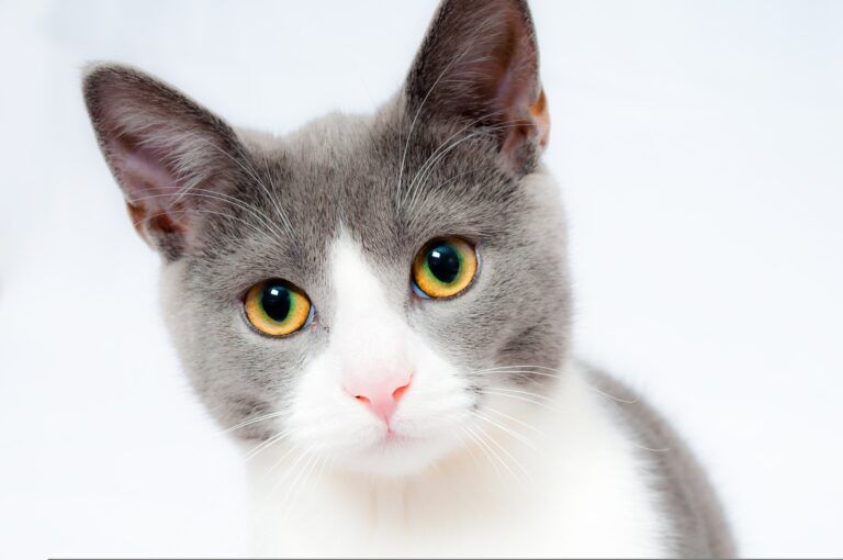 Kočce mléko nedávejte. I když jí chutná, její tělo ho velmi těžko tráví. Foto: 1899441 / Pixabay.