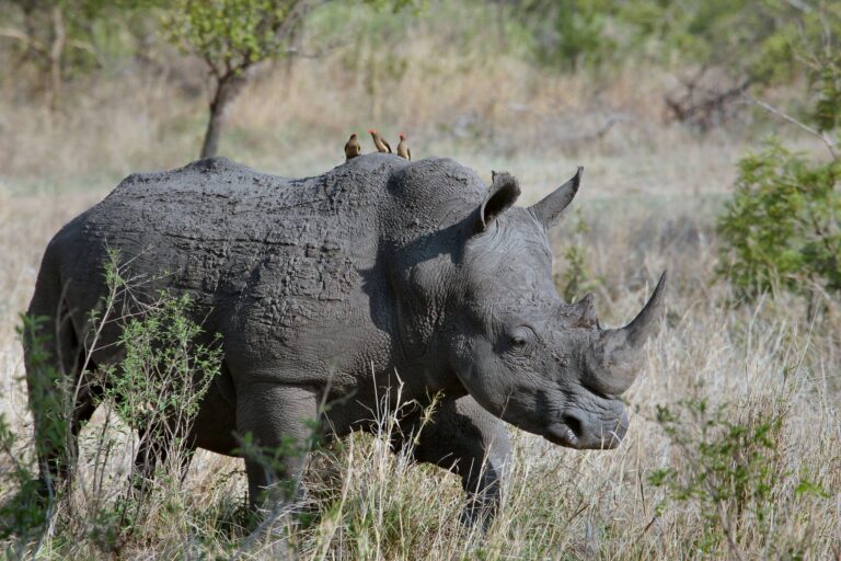 Nosorožci mají nejdietnější mléko ze všech savců. Foto: Pexels / Pixabay.