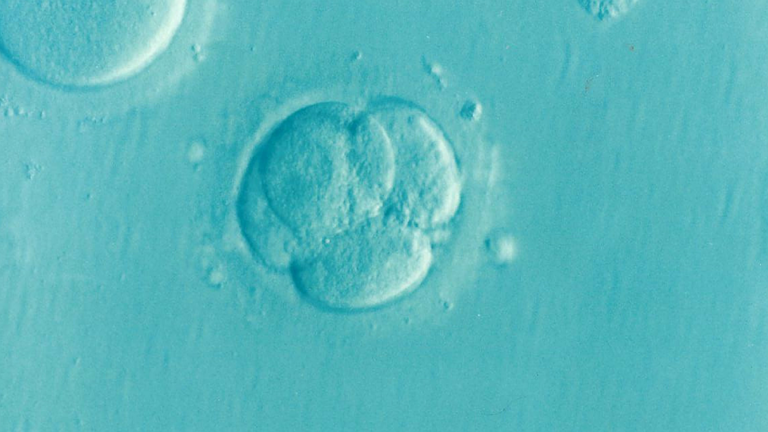 Cílem moderní léčby neplodnosti metodami IVF je co nejvíce se přiblížit přirozeným procesům a zároveň získat co nejkvalitnější embrya. Foto: Pixabay