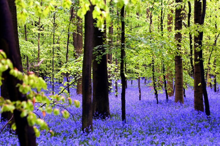Kouzelným modro-fialovým odstínem září Hallerbos vždy jen na chvíli. Když kvetou zvonky. JATBLAD / Pixabay.