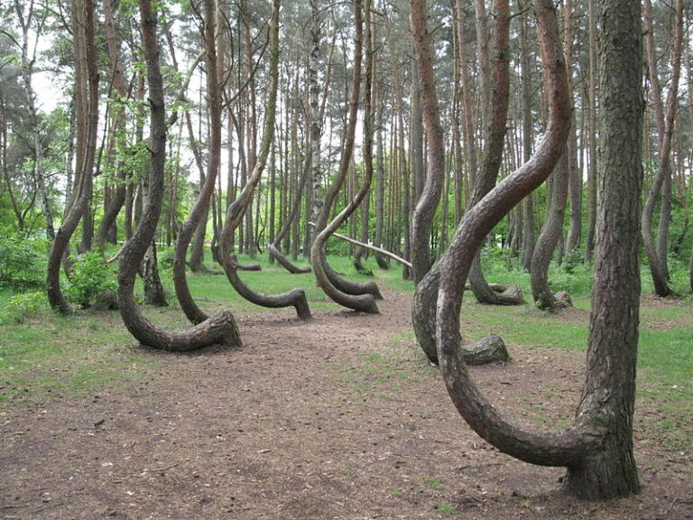 Kmeny stromů v polském lese možná nerostou nakřivo jen tak náhodou. Foto: Rzuwig / Creative Commons / CC BY-SA 3.0.