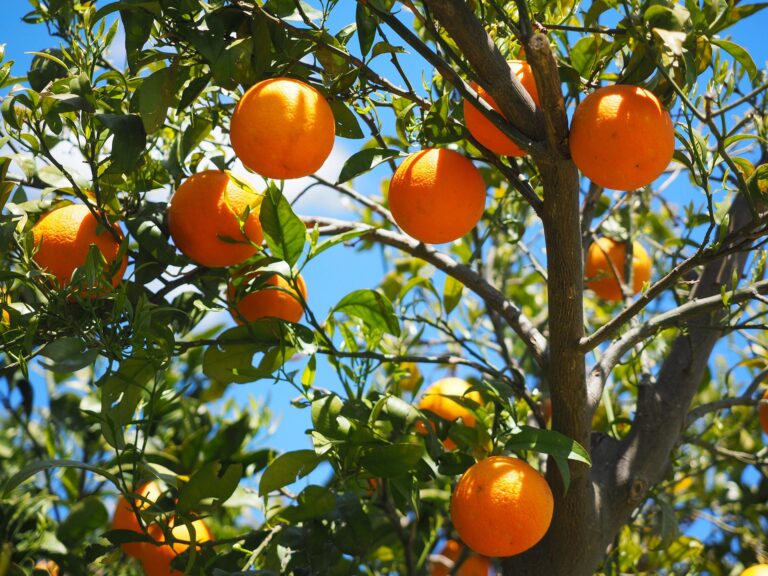 Oranžová barva dostala jméno až po pomerančích. Díky jejich výjimečnosti. Foto: Hans / Pixabay