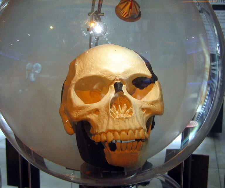 Piltdownský člověk, jeho lebka – zde replika, je ve skutečnosti podfuk. FOTO: Anrie/Creative Commons/CC BY-SA 3.0