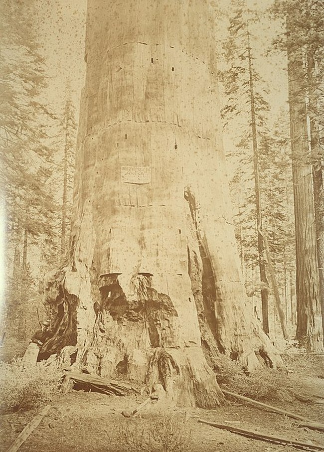 Zdevastovaná Matka lesa po odstranění kůry.(Foto: Carleton Watkins / commons.wikimedia.org / volné dílo)