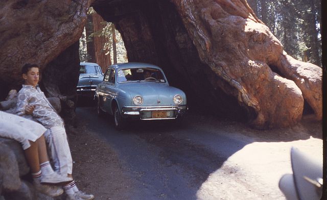 Tunel skrz strom Wawona Tree v roce 1962.(Foto: EditorASC / commons.wikimedia.org / CC BY-SA 3.0)
