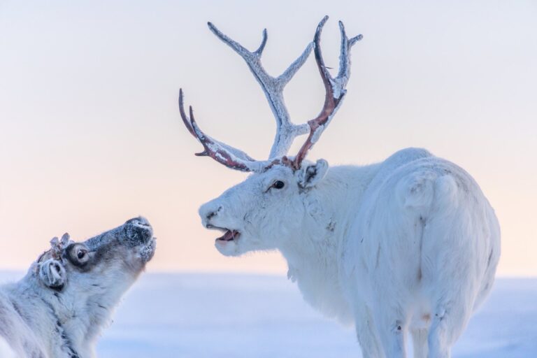 Žijí v arktické tundře a lesích Grónska, Skandinávie, Ruska, Aljašky a Kanady. Foto: unsplash