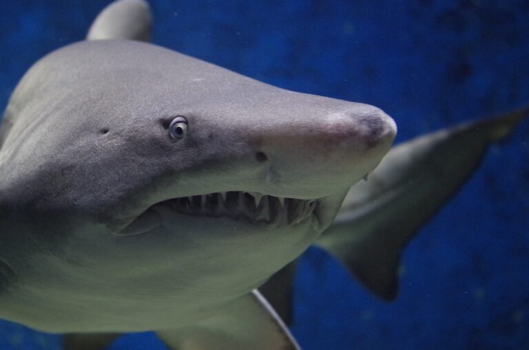 V mezinárodní úmluvě CITES se v současné době nachází 15 druhů žraloků a rejnoků (např. žralok obrovský, žralok bílý nebo rejnok manta). Foto: Pixabay