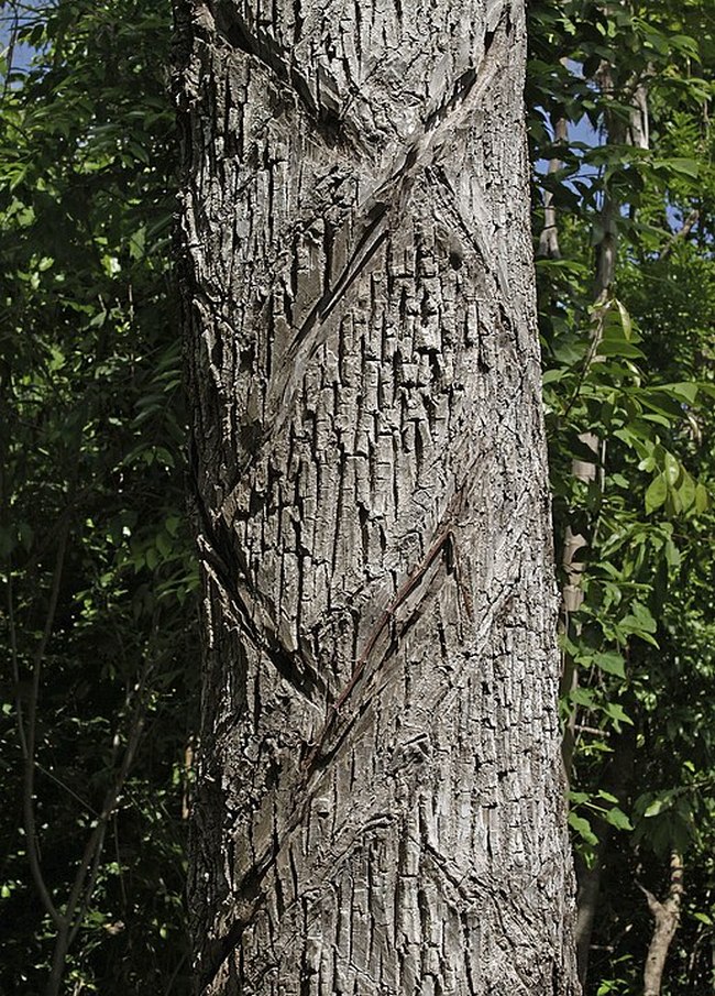 Zářezy po získávání latexu ze stromu zapota obecná.(Foto: Luis Fernández García / commons.wikimedia.org / CC BY-SA 2.5)