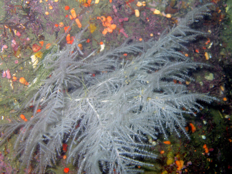 Černí koráli pamatují dobu starověku. Foto: Ruth and Dave / Creative Commons/ CC BY 2.0.