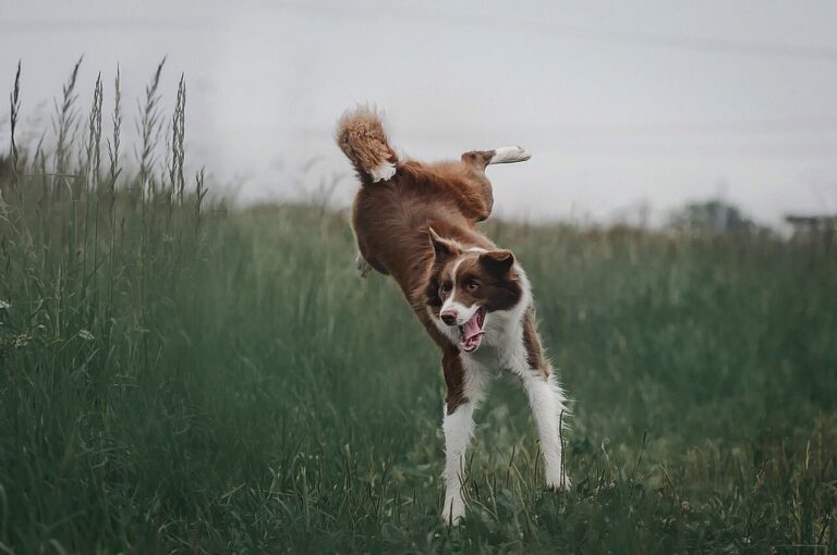 Border kolie je typ psa, který člověka na první pohled osloví nejen vzhledem, ale také svým vystupováním, nejedná se však o „mazlíčka“ pro každého. Foto: Pixabay