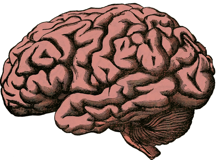 Člověk má největší mozek ze všech obratlovců vzhledem k velikosti těla. Foto: Pixabay