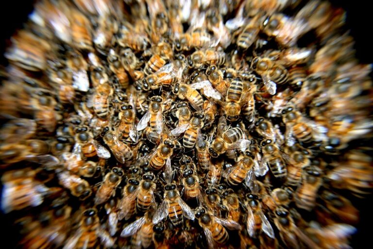 Je zcela nepochybné, že svět bez včel by spěl k rychlému zániku. Foto: Pixabay