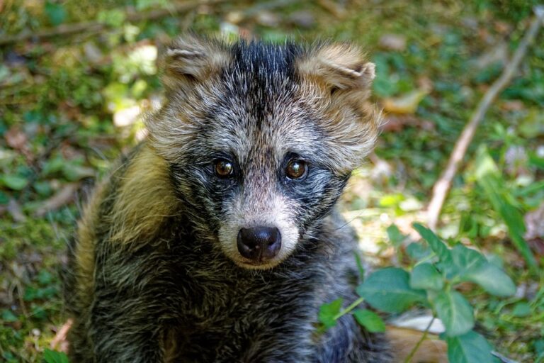 V Česku je evidováno přes 2 tisíce nepůvodních druhů, z toho 15 % invazních. Foto: Pixabay