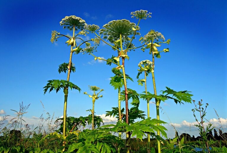 Z rostlin jsou za invazní považovány bolševník velkolepý (Heracleum mantegazzianum), netýkavka žláznatá (Impatiens glandulifera) či javor jasanolistý (Acer negundo). Foto: Pixabay