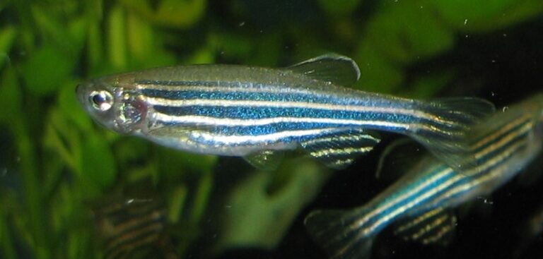 Rybička dánio pruhované pomohla vědcům při jejich výzkumech.(Foto: Azul / commons.wikimedia.org / volné dílo)