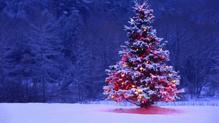 Smrk byl dlouho symbolem Vánoc coby oblíbený vánoční stromek. (pxfuel)