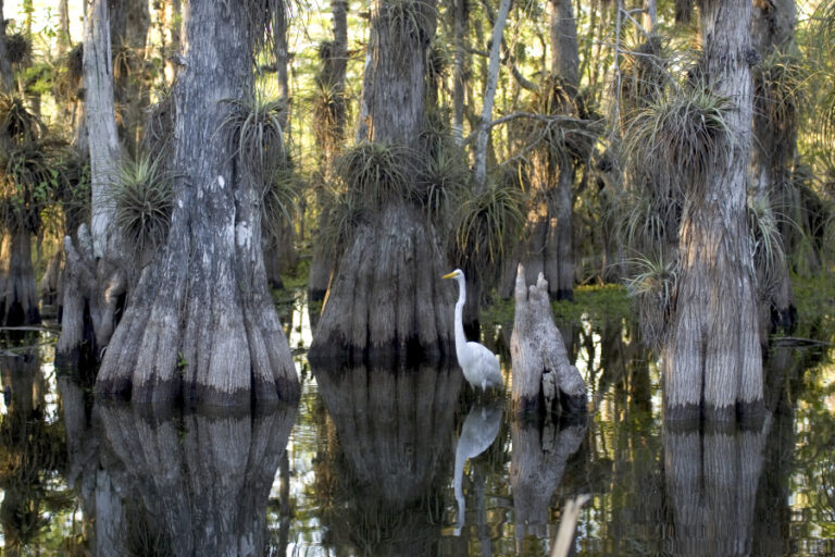 Národní park Everglades má mnoho podob. FOTO: National Park Service / Creative Commons / volné dílo