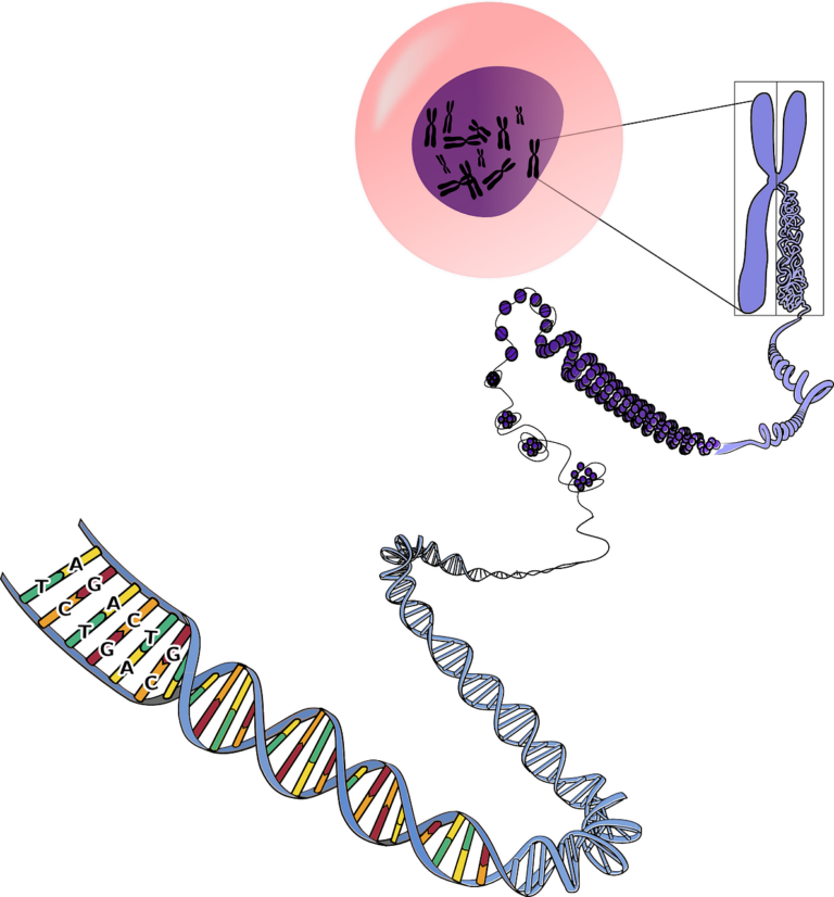 Řetězce DNA jsou uspořádány do chromozomů. V každé buňce jich máme 23 párů. Foto: OpenClipart-Vectors.