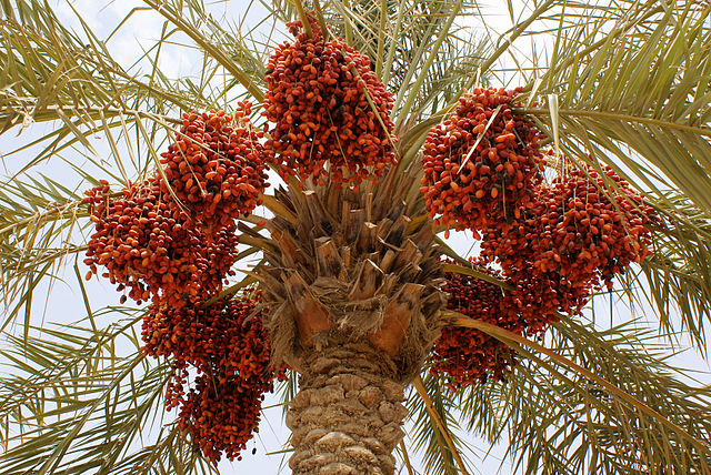 Na jedné palmě může uzrát obrovské množství datlí.(Foto: Nepenthes / commons.wikimedia.org / CC BY-SA 3.0)